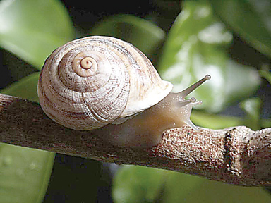 [성경 속 동식물] 62- 느리지만 근면한 달팽이