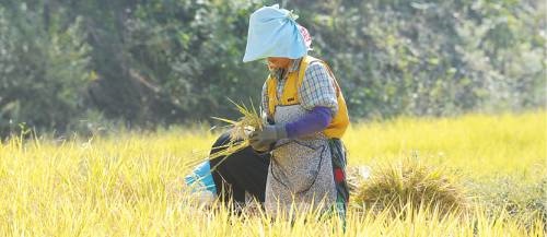 신약의 비유<5>자라나는 씨앗의 비유(상)