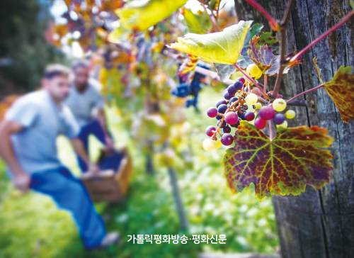 [이창훈 위원의 예수님 이야기] (70) 예수님의 권한과 포도밭 소작인의 비유(루카 20,1-19)